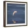 Seagull Flying over the Sea-Arctic-Images-Framed Photographic Print