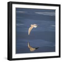 Seagull Flying over the Sea-Arctic-Images-Framed Photographic Print