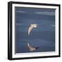 Seagull Flying over the Sea-Arctic-Images-Framed Photographic Print