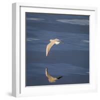 Seagull Flying over the Sea-Arctic-Images-Framed Photographic Print