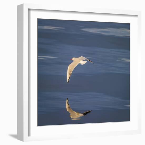 Seagull Flying over the Sea-Arctic-Images-Framed Photographic Print