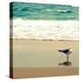 Seagull on Beach-Lisa Hill Saghini-Stretched Canvas