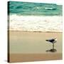 Seagull on Beach-Lisa Hill Saghini-Stretched Canvas