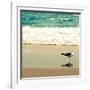 Seagull on Beach-Lisa Hill Saghini-Framed Photographic Print