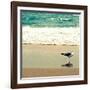 Seagull on Beach-Lisa Hill Saghini-Framed Photographic Print