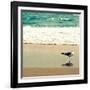 Seagull on Beach-Lisa Hill Saghini-Framed Photographic Print