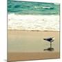 Seagull on Beach-Lisa Hill Saghini-Mounted Photographic Print