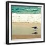 Seagull on Beach-Lisa Hill Saghini-Framed Photographic Print
