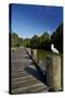 Seagull on Boardwalk by Mahurangi River, Warkworth, Auckland Region, North Island, New Zealand-David Wall-Stretched Canvas