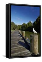 Seagull on Boardwalk by Mahurangi River, Warkworth, Auckland Region, North Island, New Zealand-David Wall-Framed Stretched Canvas