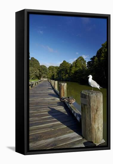 Seagull on Boardwalk by Mahurangi River, Warkworth, Auckland Region, North Island, New Zealand-David Wall-Framed Stretched Canvas