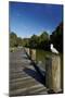 Seagull on Boardwalk by Mahurangi River, Warkworth, Auckland Region, North Island, New Zealand-David Wall-Mounted Photographic Print