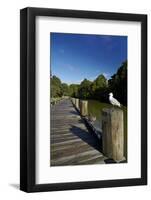 Seagull on Boardwalk by Mahurangi River, Warkworth, Auckland Region, North Island, New Zealand-David Wall-Framed Photographic Print