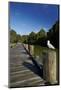 Seagull on Boardwalk by Mahurangi River, Warkworth, Auckland Region, North Island, New Zealand-David Wall-Mounted Photographic Print