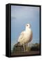 Seagull on Pier Bird Photo Poster-null-Framed Stretched Canvas