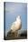 Seagull on Pier Bird Photo Poster-null-Stretched Canvas