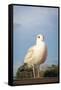 Seagull on Pier Bird Photo Poster-null-Framed Stretched Canvas