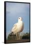 Seagull on Pier Bird Photo Poster-null-Framed Poster