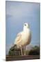 Seagull on Pier Bird Photo Poster-null-Mounted Poster