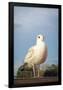 Seagull on Pier Bird Photo Poster-null-Framed Poster