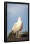 Seagull on Pier Bird Photo Poster-null-Framed Poster