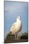 Seagull on Pier Bird Photo Poster-null-Mounted Poster