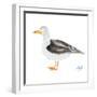 Seagull on White-Julie DeRice-Framed Art Print