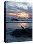 Seagull Silhouette on Coastline, Bandon Beach, Oregon, USA-Nancy Rotenberg-Stretched Canvas