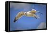 Seagull Soaring under Puffy Clouds and Blue Skies by a Florida Beach-Frances Gallogly-Framed Stretched Canvas