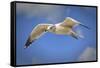 Seagull Soaring under Puffy Clouds and Blue Skies by a Florida Beach-Frances Gallogly-Framed Stretched Canvas