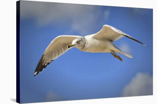 Seagull Soaring under Puffy Clouds and Blue Skies by a Florida Beach-Frances Gallogly-Stretched Canvas