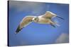 Seagull Soaring under Puffy Clouds and Blue Skies by a Florida Beach-Frances Gallogly-Stretched Canvas