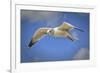 Seagull Soaring under Puffy Clouds and Blue Skies by a Florida Beach-Frances Gallogly-Framed Photographic Print