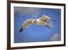 Seagull Soaring under Puffy Clouds and Blue Skies by a Florida Beach-Frances Gallogly-Framed Photographic Print