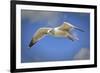 Seagull Soaring under Puffy Clouds and Blue Skies by a Florida Beach-Frances Gallogly-Framed Photographic Print