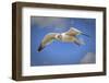 Seagull Soaring under Puffy Clouds and Blue Skies by a Florida Beach-Frances Gallogly-Framed Photographic Print