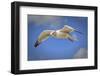 Seagull Soaring under Puffy Clouds and Blue Skies by a Florida Beach-Frances Gallogly-Framed Photographic Print