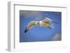 Seagull Soaring under Puffy Clouds and Blue Skies by a Florida Beach-Frances Gallogly-Framed Photographic Print