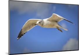Seagull Soaring under Puffy Clouds and Blue Skies by a Florida Beach-Frances Gallogly-Mounted Photographic Print