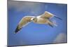 Seagull Soaring under Puffy Clouds and Blue Skies by a Florida Beach-Frances Gallogly-Mounted Photographic Print