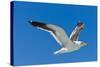 Seagull, Walvis Bay, Erongo Region, Namibia.-Nico Tondini-Stretched Canvas