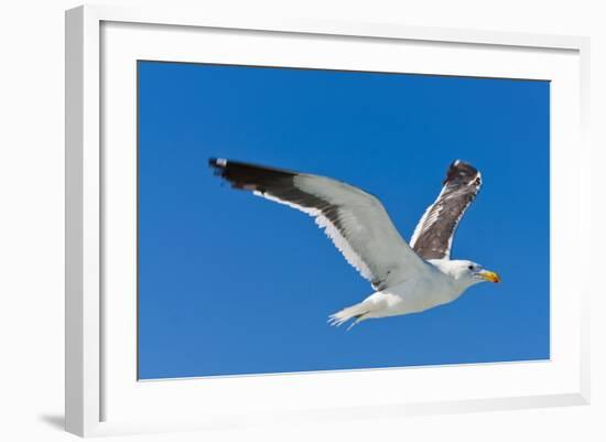 Seagull, Walvis Bay, Erongo Region, Namibia.-Nico Tondini-Framed Photographic Print