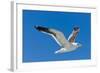 Seagull, Walvis Bay, Erongo Region, Namibia.-Nico Tondini-Framed Photographic Print