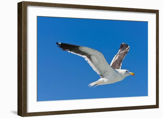 Seagull, Walvis Bay, Erongo Region, Namibia.-Nico Tondini-Framed Photographic Print