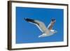 Seagull, Walvis Bay, Erongo Region, Namibia.-Nico Tondini-Framed Photographic Print