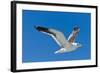 Seagull, Walvis Bay, Erongo Region, Namibia.-Nico Tondini-Framed Photographic Print