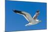 Seagull, Walvis Bay, Erongo Region, Namibia.-Nico Tondini-Mounted Photographic Print