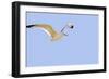 Seagull-null-Framed Photographic Print