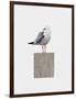 Seagull-Leah Straatsma-Framed Art Print