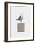 Seagull-Leah Straatsma-Framed Art Print